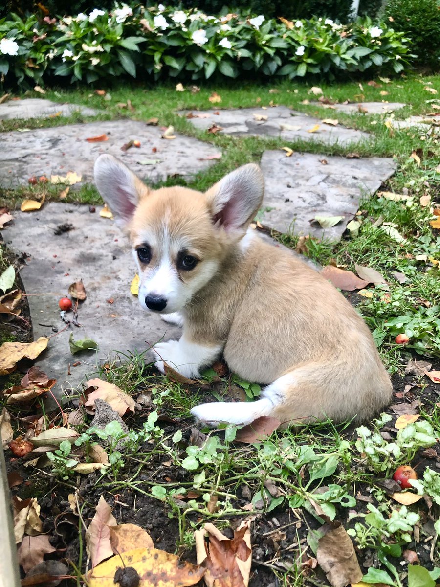 Best way to celebrate 🇨🇦Thanksgiving - welcoming this guy to the fam. #CorgiLover
