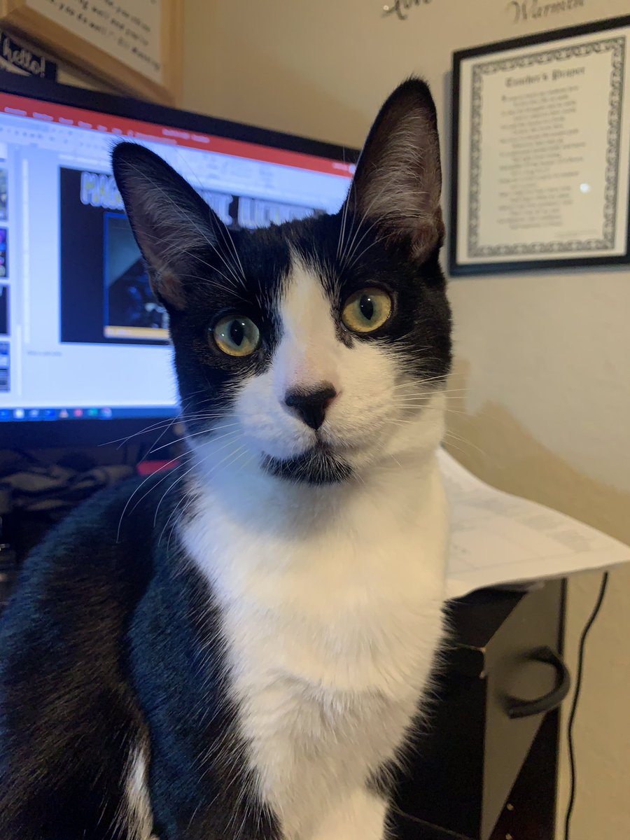 MrsLopezMagic's tweet photo. โHey Mom, itโs time to stop planning lessons and start getting ready for bed!โ - Oreo, the lesson planning / training buddy / grading papers supervisor kitten ๐พ #TwitterCats #TeacherPets #SupportKitty https://t.co/BMZy2BmQ6F