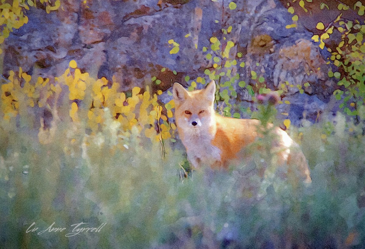 ‘Red Fox’ a Red Fox pauses in the bushes for a photo. #fox #colorado <a href="/visitcolorado/">Visit Colorado</a> #RedFox