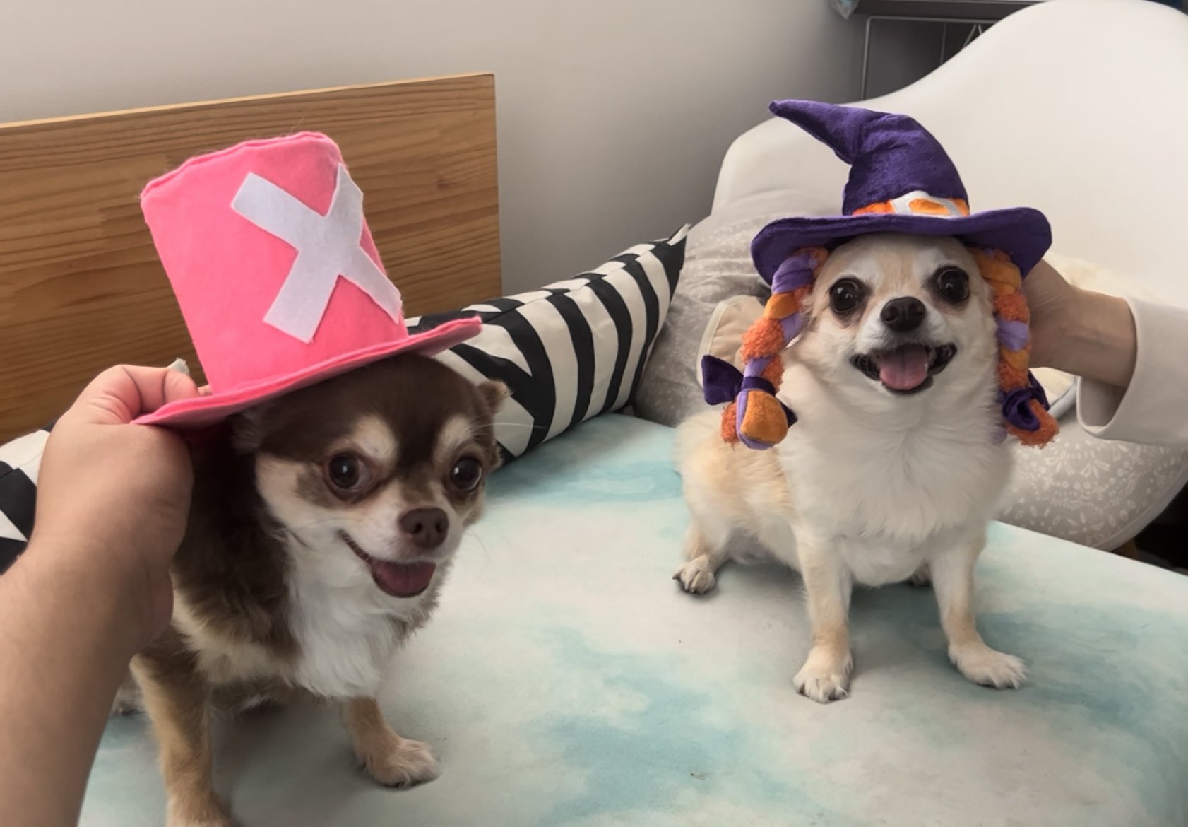 ただ犬が好きなol Doglove1 Twitter