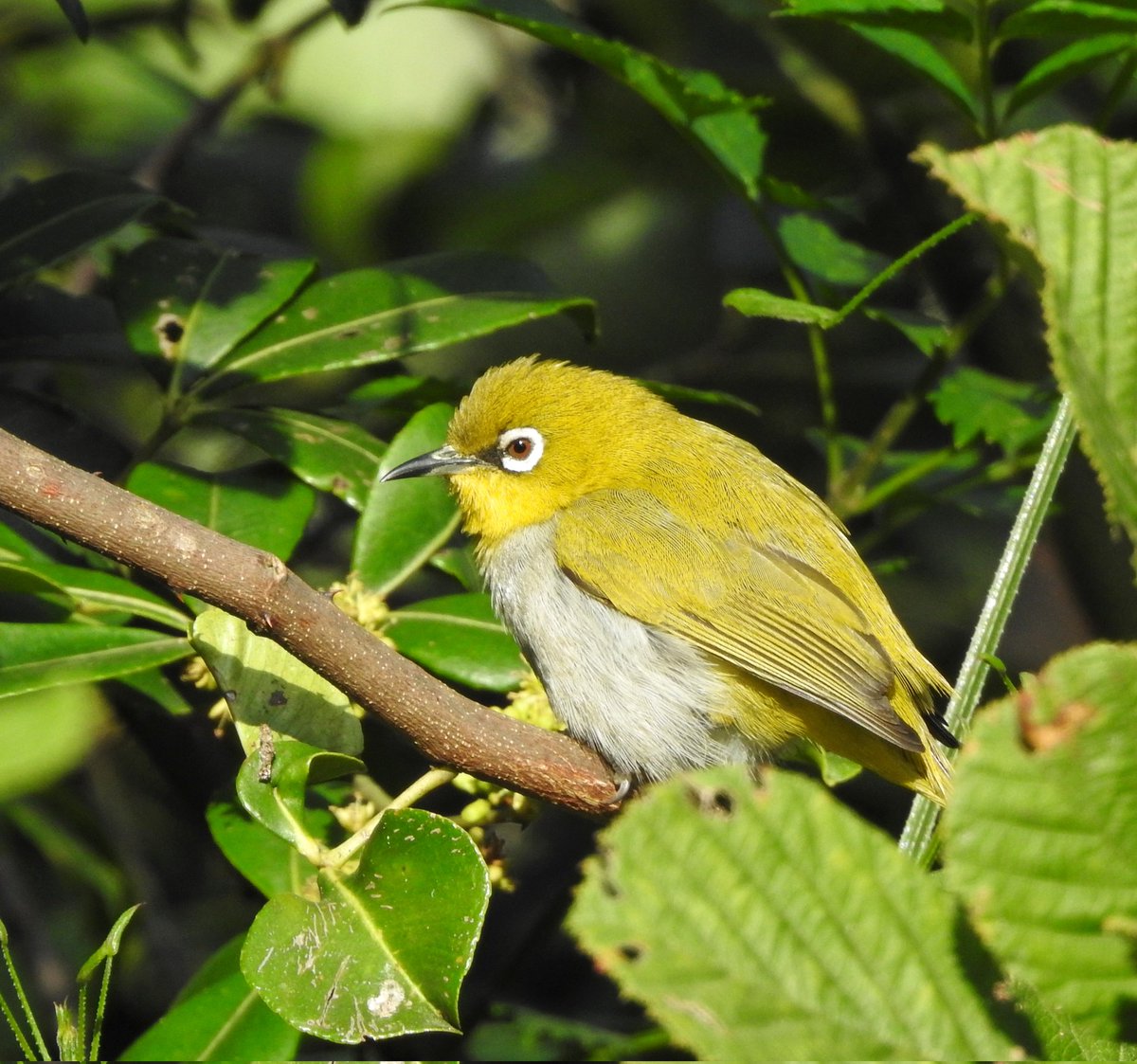 The hills of south India come alive with the silent screams of city folk looking for a break from urban life. Whenever I go there, the Indian white-eye is one of the first #birds that visit me. They're like stress balls that come alive when I need to depressurize. #Kodaikanal