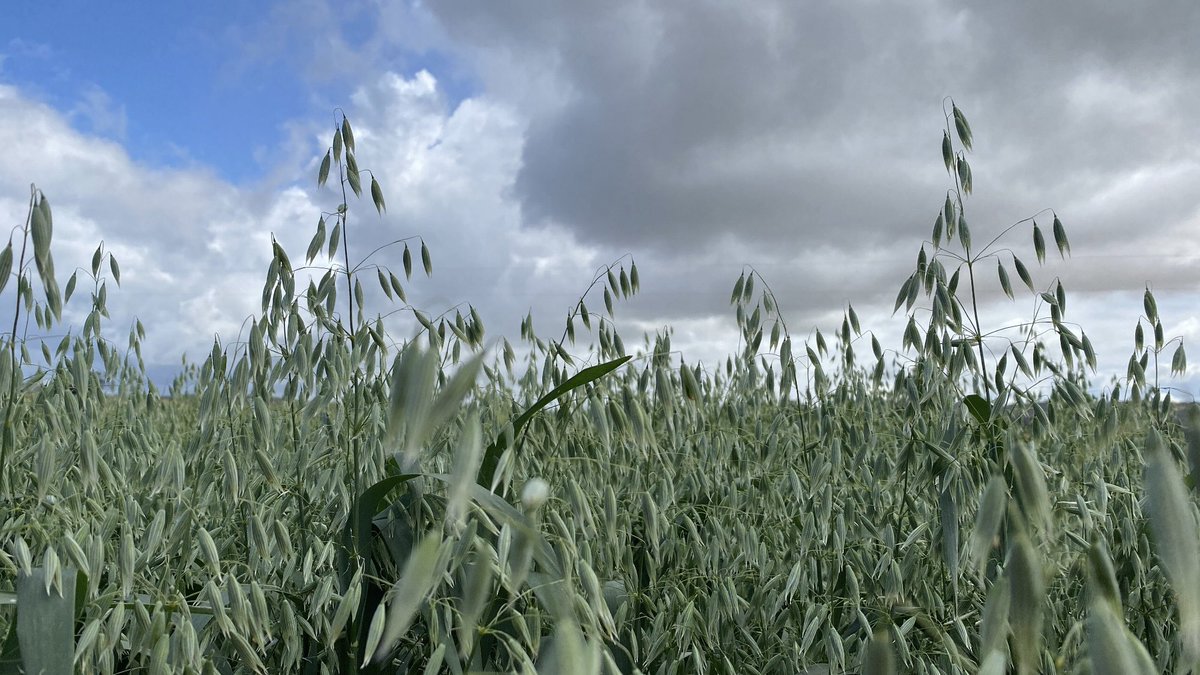 GrainIndustryWA's tweet photo. 11th International Oat Conference Field Day in York, Western Australia- showcasing sun ripened oats to the world! Thanks to field day sponsor @DPIRDbroadacre &amp; also to @InterGrain1 and @Living_Farm #OAT2022 @OatNewsletter https://t.co/NUTMlPRYLd