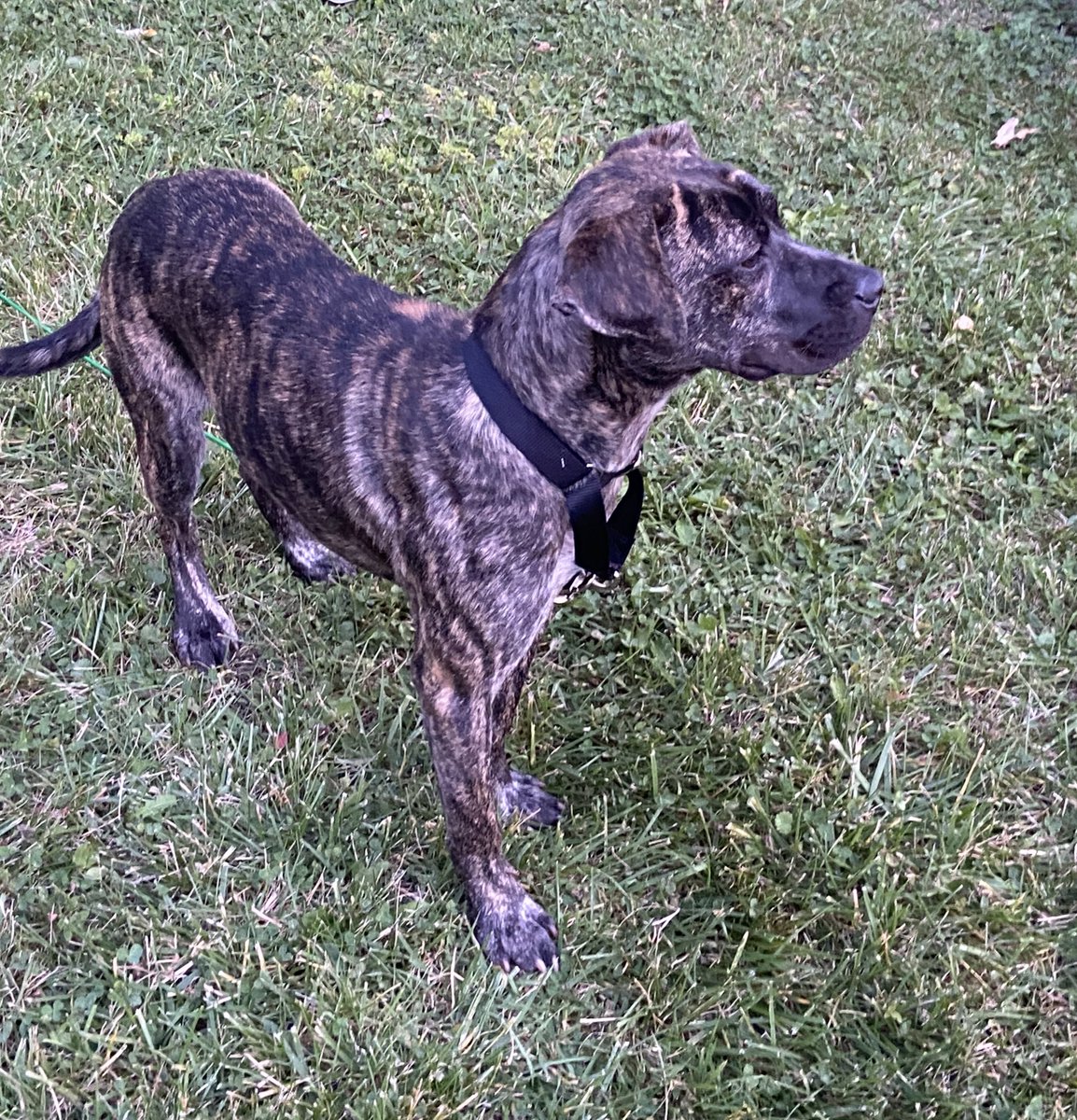 botz_angel's tweet photo. Rue 🐶 #adopted https://t.co/nbw9aNiL6m
