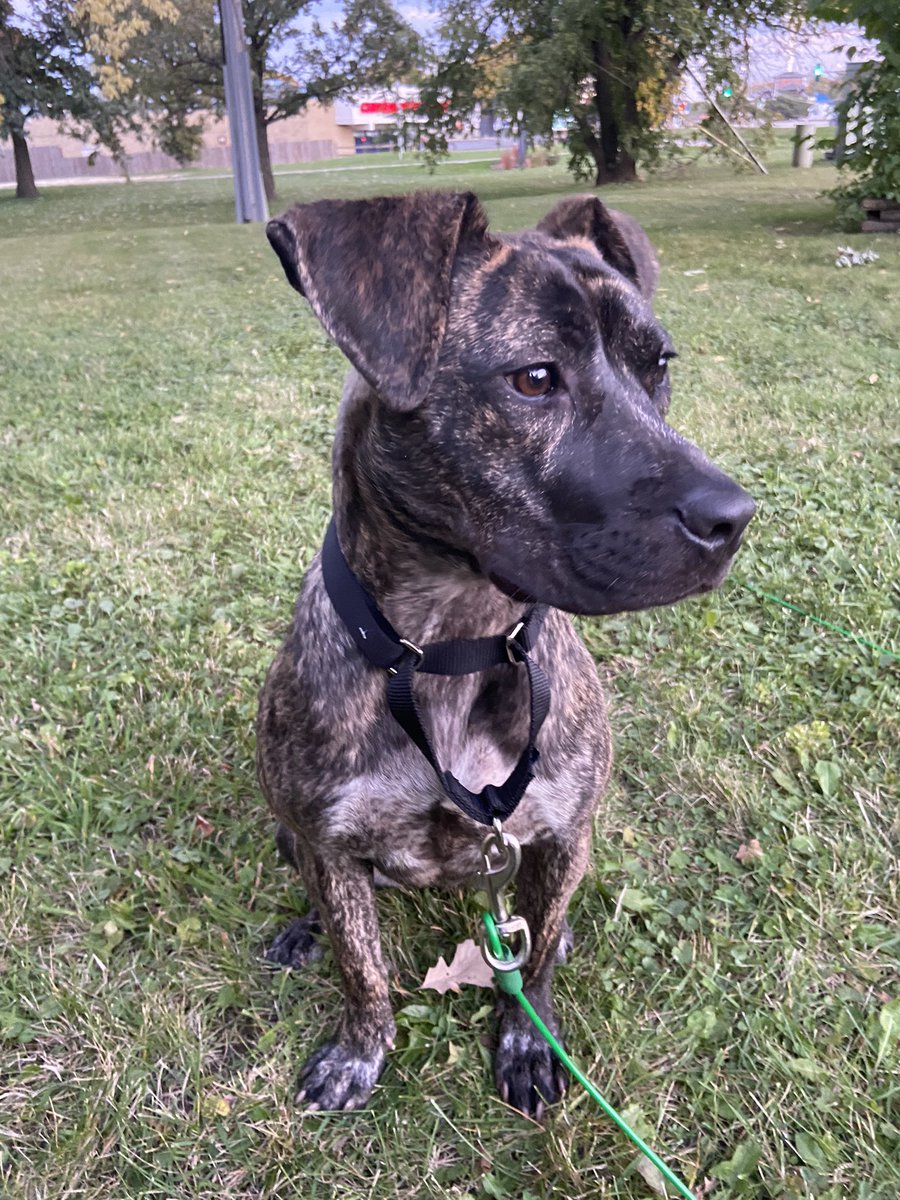 botz_angel's tweet photo. Rue 🐶 #adopted https://t.co/nbw9aNiL6m