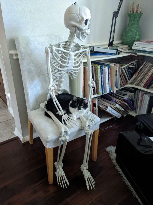 gato preto e branco sentado no colo de um esqueleto em uma cadeira