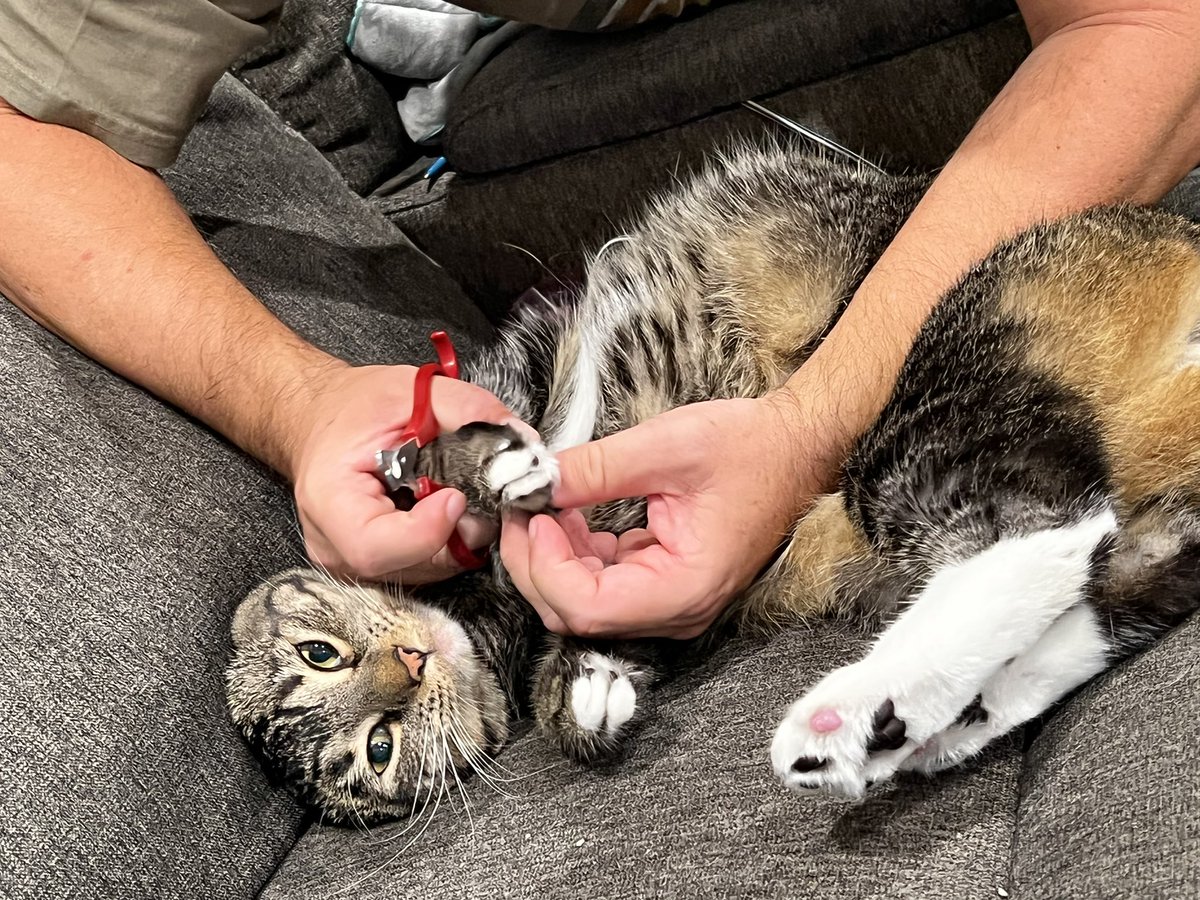 Katherine Pavidis (@pavidiskat) on Twitter photo The price of beauty… and skin that isnt gouged by little kitty knives! The price of beauty… and skin that isnt gouged by little kitty knives!