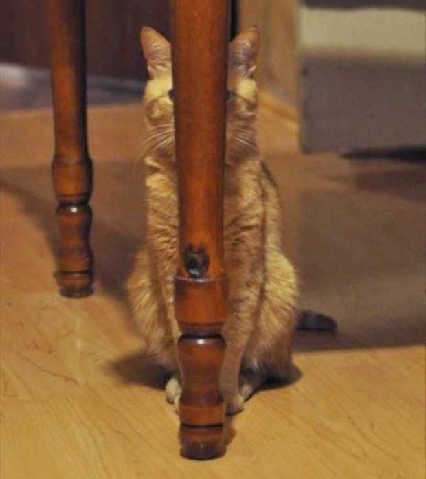 Cat hiding badly