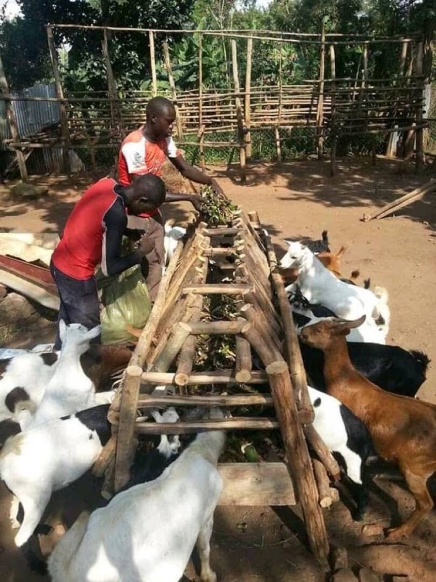 jcniyomugabo's tweet photo. Happy Monday. Are you interested in goat farming? 

This type of goat farming is cheap and easy to manage. Let's engage in farming. https://t.co/0HWaxTk718