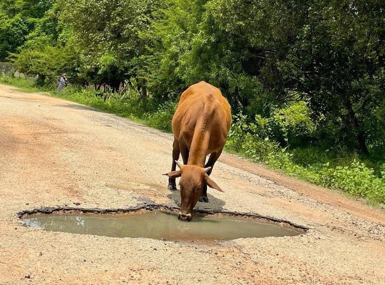 AdvoBarryRoux's tweet photo. In Zimbabwe you will see road signs saying, "Beware of cattle drinking water on the road”. Zimbabweans should gear up to vote &amp; bring back sanity to their country.  #RegisterToVoteZW https://t.co/H4TbbqvamU