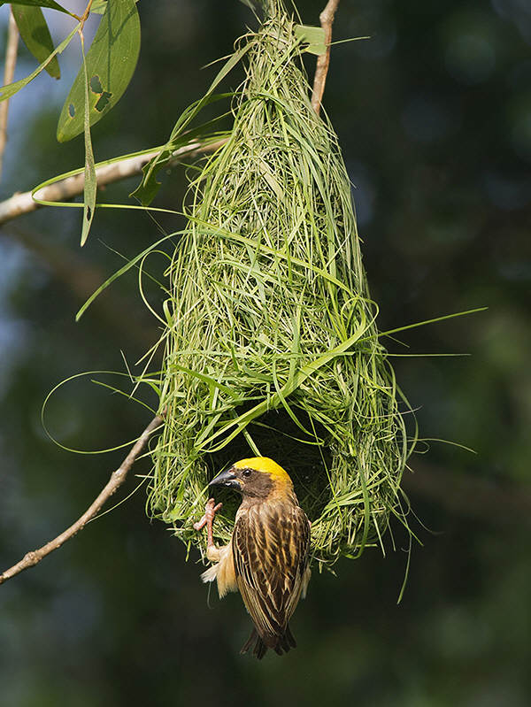 birdfunfacts's tweet photo. Been on a roll lately! Just published another new #article on my blog. Read it here! https://t.co/mhTtMBs9Yc
#BirdsofTwitter #Bird #Birds #BirdFunFacts #Learning #Nature #Trivia https://t.co/RhLTSatPGB