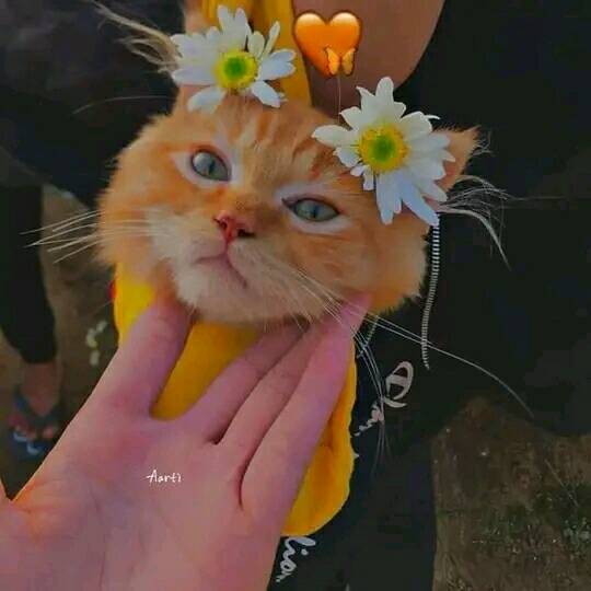 jousin_j's tweet photo. Every cat is a Blessing in Islam🥺✨ https://t.co/RqRefzob5e