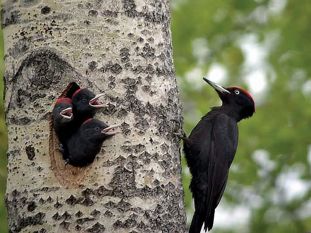 birdfunfacts's tweet photo. Been on a roll lately! Just published another new #article on my blog. Read it here! https://t.co/mhTtMBs9Yc
#BirdsofTwitter #Bird #Birds #BirdFunFacts #Learning #Nature #Trivia https://t.co/RhLTSatPGB