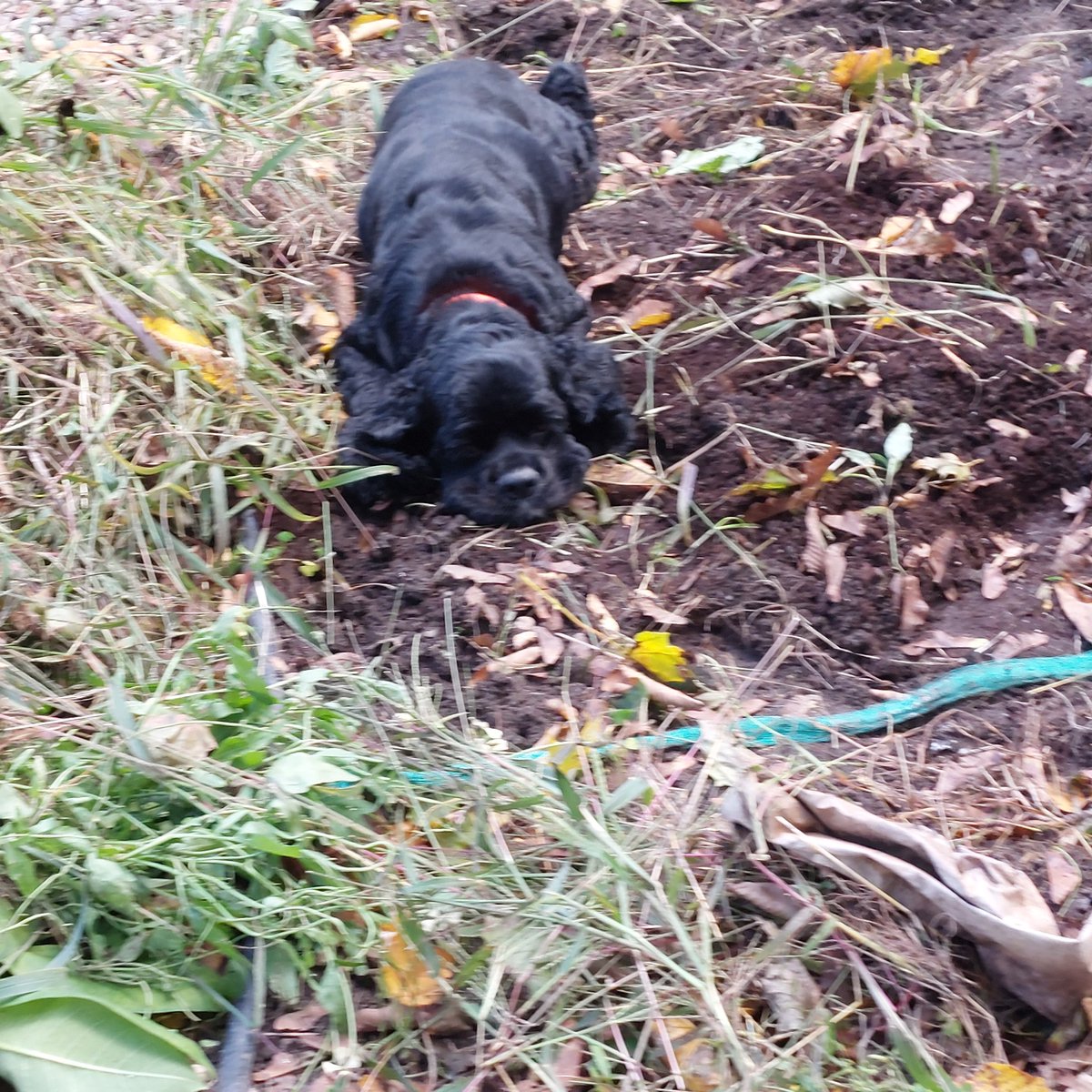 6oldfruit9's tweet photo. I cant tell if it was the 144 on lactose intolerance scale thing or if it was the pound of whipped cream I just downed but have a picture of my dog helping garden https://t.co/oJXisMnRiU