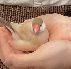 小鳥のいるカフェ、ほたてちゃん… 