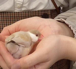 小鳥のいるカフェ、ほたてちゃん… 