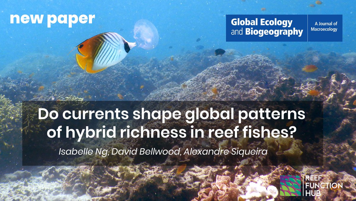 Reef Function Hub (@reeffunctionhub) on Twitter photo Want to watch evolution at work?? 👀🦖⏩🦚
Have a look at interbreeding fishes!
🥇1st publication alert!!!🥇
It's Isabelle Ng's (<a href="/iSEAbelle_ng/">Isabelle Ng</a>) ! This was her MSc work, now she's in her #PhD! 👏
Isa studies fish hybrids!
More 👇🧵, and paper here:
doi.org/10.1111/geb.13… Want to watch evolution at work?? 👀🦖⏩🦚
Have a look at interbreeding fishes!
🥇1st publication alert!!!🥇
It's Isabelle Ng's (<a href="/iSEAbelle_ng/">Isabelle Ng</a>) ! This was her MSc work, now she's in her #PhD! 👏
Isa studies fish hybrids!
More 👇🧵, and paper here:
doi.org/10.1111/geb.13…