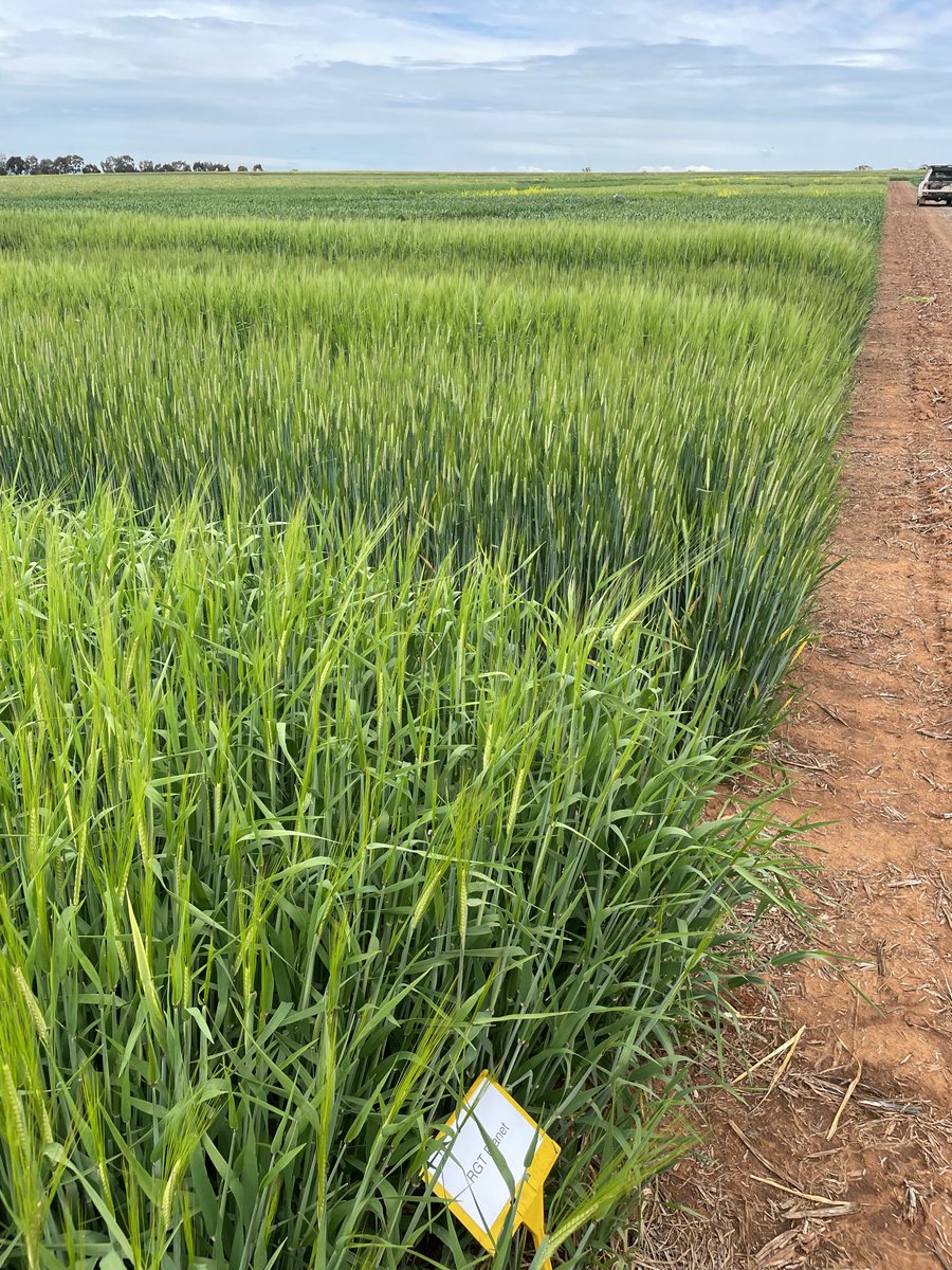 HBS Spring Field Day Wed 12th October. Site looking 👍