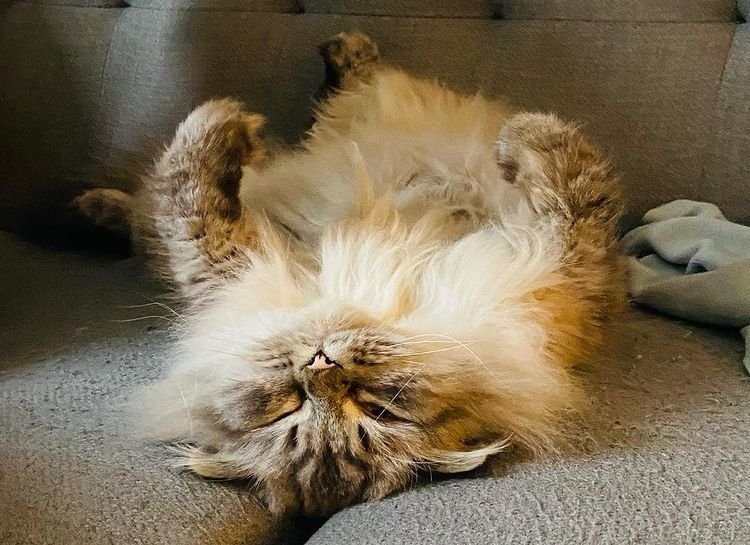 TMI_Uruguay's tweet photo. In other #ShadowFam updates...
Gym even on Sundays 💪🏽 w @LukeBaines...#KimSueMurray is feeling cute and looking great...Edible art w @VanessaMatsui & her cuz...meantime #Nigel "It’s a tragedy that I can’t get comfortable.😐 #rescuecat" @AdamKWilson
#GhostBFF #TheBreach https://t.co/dcXBvK6eQV