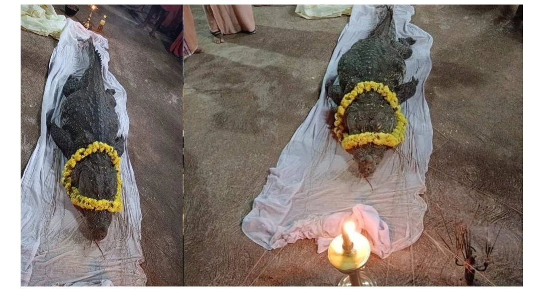 pbala1978's tweet photo. ബബിത ഓർമയായി... കാസർഗോഡ് അനന്തപുരം ക്ഷേത്രത്തിൽ ഭഗവാൻ വിഷ്ണുവിന്റെ ദാസ്സനായി 77 വർഷത്തോളം കാലം കഴിച്ച ഈ അദ്ഭുത മുതല വിട പറഞ്ഞു.. ഏതോ ജന്മസുകൃതം!!!.. വിഷ്ണു ഭഗവാന്റെ സാമീപ്യത്തിൽ ജീവിക്കുക അവിടെ തന്നെ വിഷ്ണുപദം പൂകുക 🙏🏻🙏🏻.. ഓം ശാന്തി 🙏🏻
#Babitha
#Kasargod https://t.co/Ztx8BNyJGn