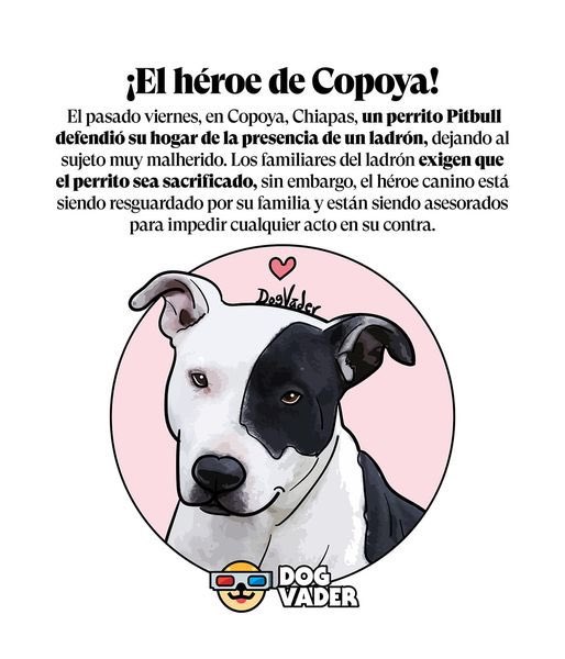 HELA_MORE's tweet photo. Un ratero entra a robar una casa y el perrito de la familia defiende su hogar.
Ahora los familiares del ratero piden el sacrificio del perrito héroe 🐶,no debemos permitirlo. #Chiapas #NoAlMaltratoAnimal https://t.co/gcBdvmFNef