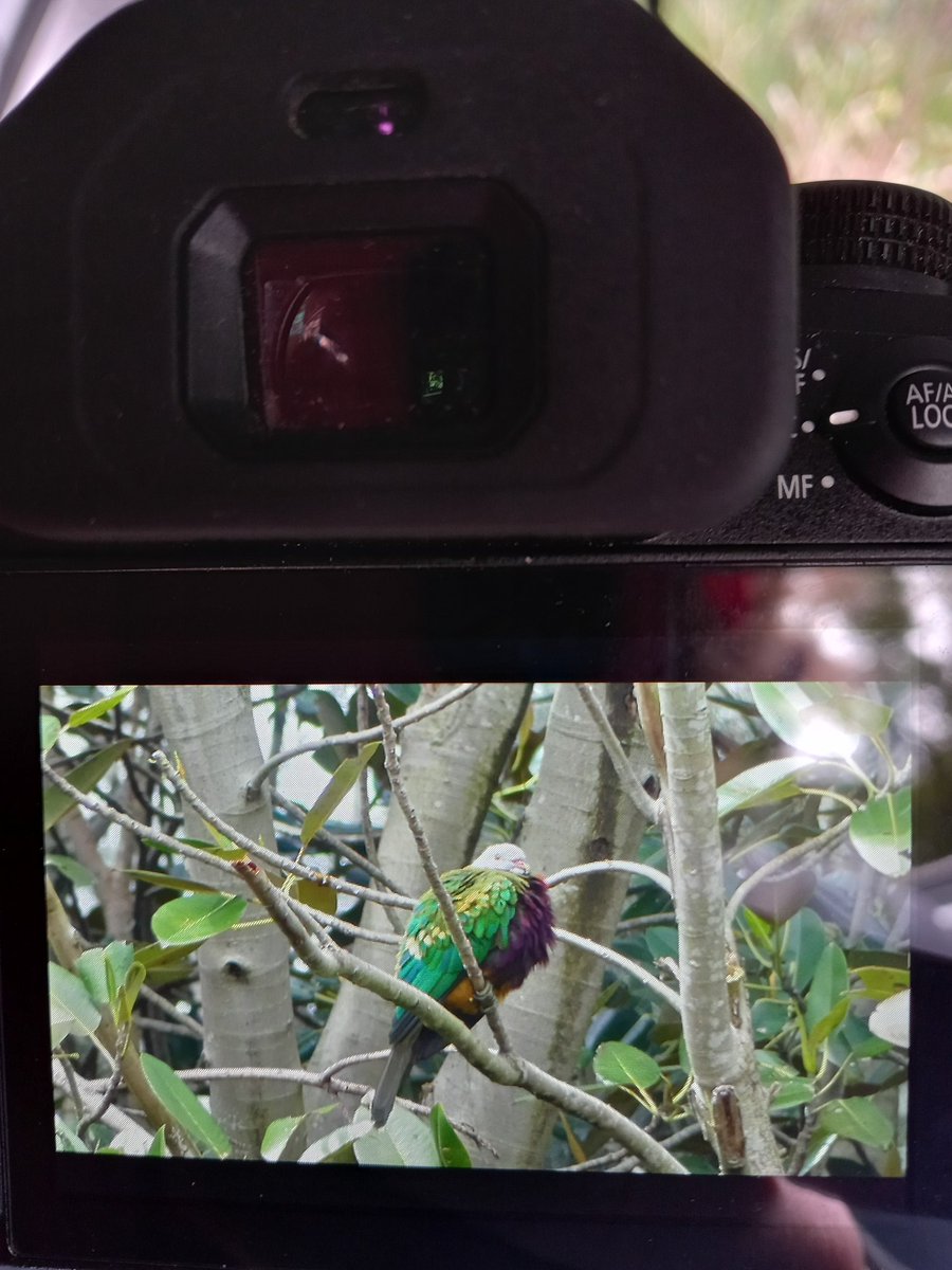 Mattea Taylor tweet media