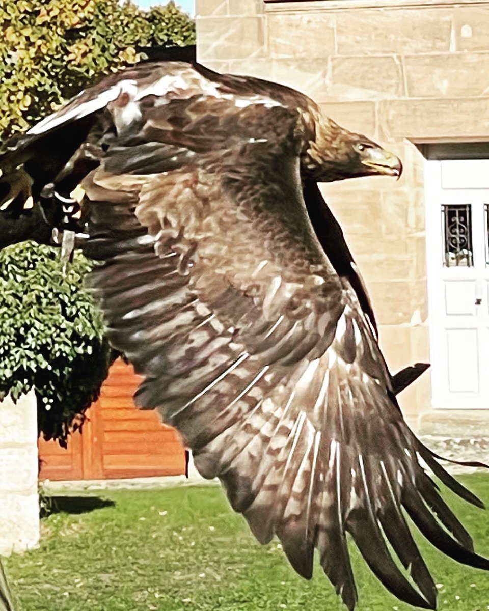BlueMond13's tweet photo. Hohenzollern Day at Cadolzburg Castle #visitfranconia #castleroad #experiencehistory #romanticfranconia https://t.co/wZV6DCrVKA