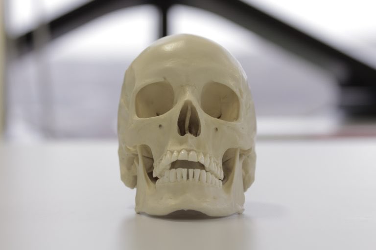 forces you to perceive the nose-skull connection and how it can differ from person to person bc of bone structure in the nose bridge and differently shaped cartilage
