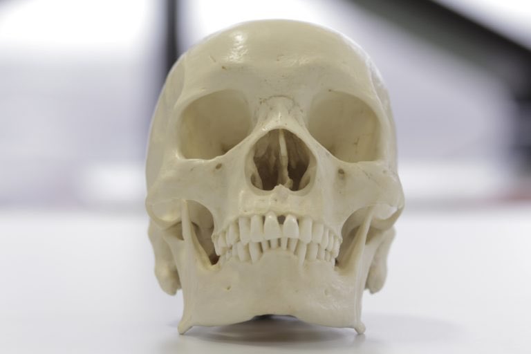 forces you to perceive the nose-skull connection and how it can differ from person to person bc of bone structure in the nose bridge and differently shaped cartilage