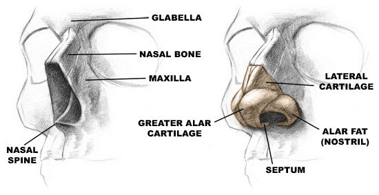 forces you to perceive the nose-skull connection and how it can differ from person to person bc of bone structure in the nose bridge and differently shaped cartilage