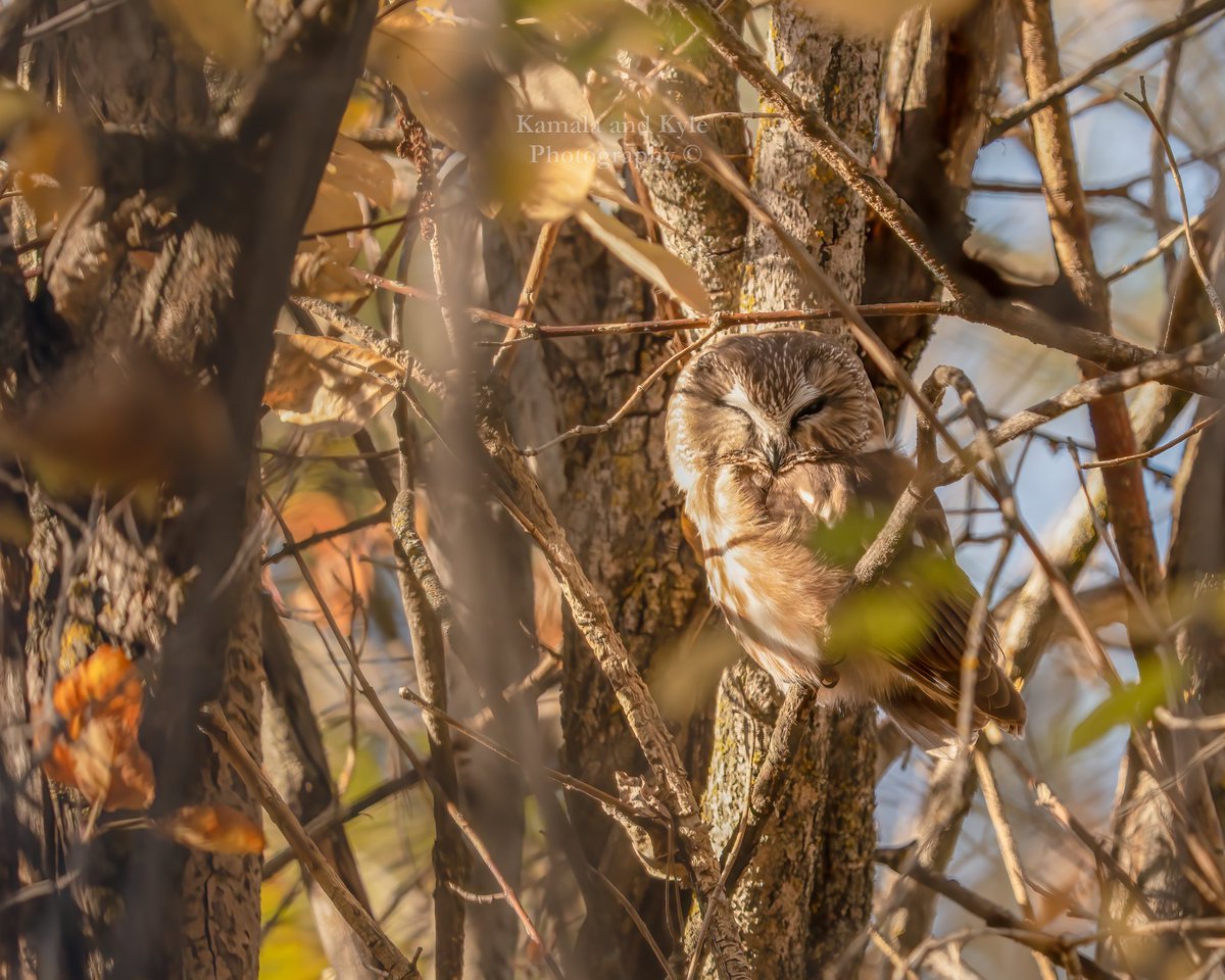 KamalaKyle's tweet photo. Northern Saw-whet Owl; what perfect camouflage!
#northernsawwhetowl #sawwhetowl #calgaryowl #calgaryowls #owlsofcalgary #yycowls #owlsofyyc #albertaowl #albertaowls #owlberta #albertaowling #owlsofalberta #ethicalowlphoto #fkbaiters #calgarybirds #birdsofyyc #yycbirds #yyc #owls https://t.co/56zJfOd9L9