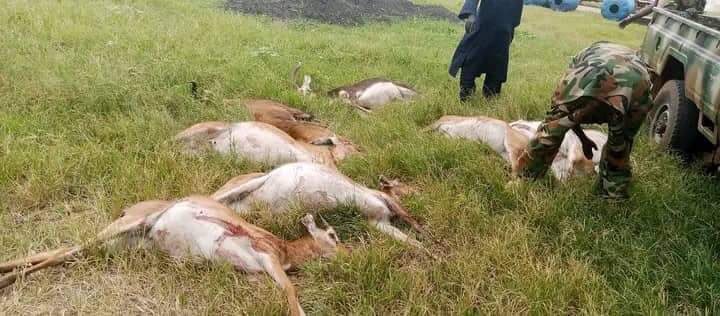 sudandail1's tweet photo. Poachers in #SouthSudan National defense force uniform . https://t.co/KySmEwmyQp