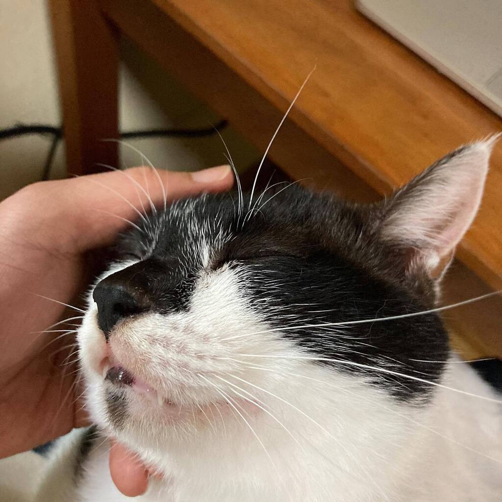 knhouse32's tweet photo. ネコ先輩、気持ちいいのはこの辺ですか?(ΦωΦ)
#猫 #ネコ #猫 #cat #NYALSOC #自宅警備 #ああそこそこ https://t.co/r6dp1t1cnI