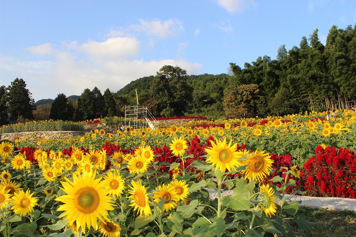 Enjoyed Floriade, #KenBehrens? Why not add a flower garden to your 🇯🇵 bucket list? 🌻 With only 1⃣ day until the border reopens, here are some suggestions (the best time for sunflowers in Saga is November, by the way!) ➡️ japan.travel/en/ph/special-… Photo courtesy of Miyaki-cho HP