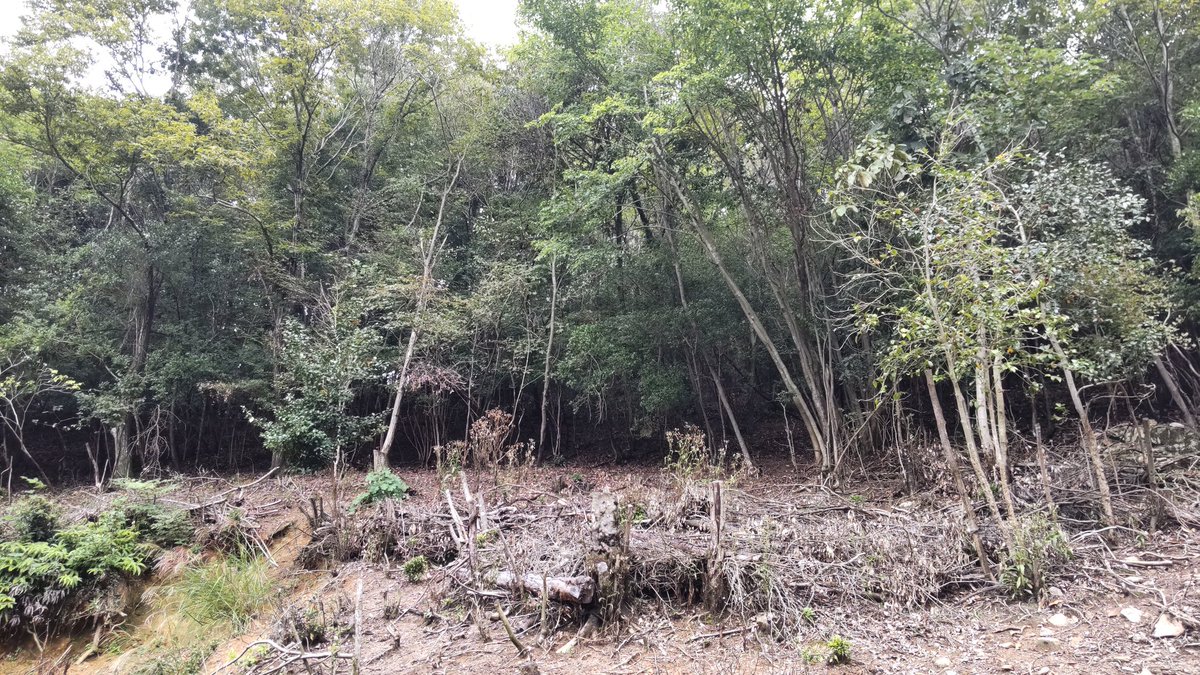 hide39momo's tweet photo. 朝、地元の近所の山の様子を見に🚶🏽‍♂️💨
鹿が2匹いた!!!( ﾟдﾟ)ﾊｯ!!!!🦌🦌
撮影は出来ず(:3_ヽ)_ｺﾃｯ! https://t.co/MUNe0lxltm