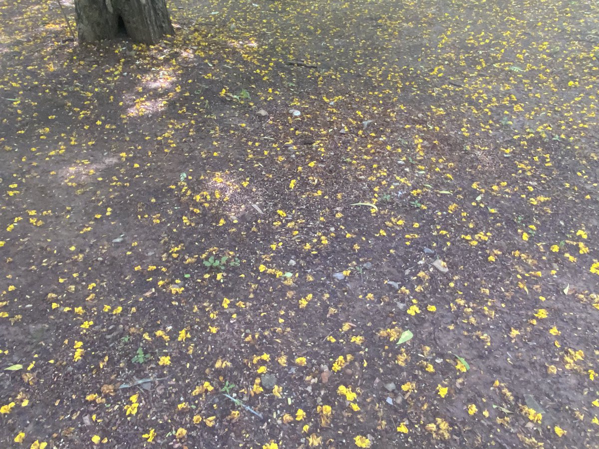 EvolveLeadLove's tweet photo. Bugs eye view of fallen #Copperpod #flowers in #DeviAhilya University administrative campus RNT Marg   #Indore  .

#GardenWalk #MorningWalk #Trees #Stories https://t.co/IDhudX74Ws