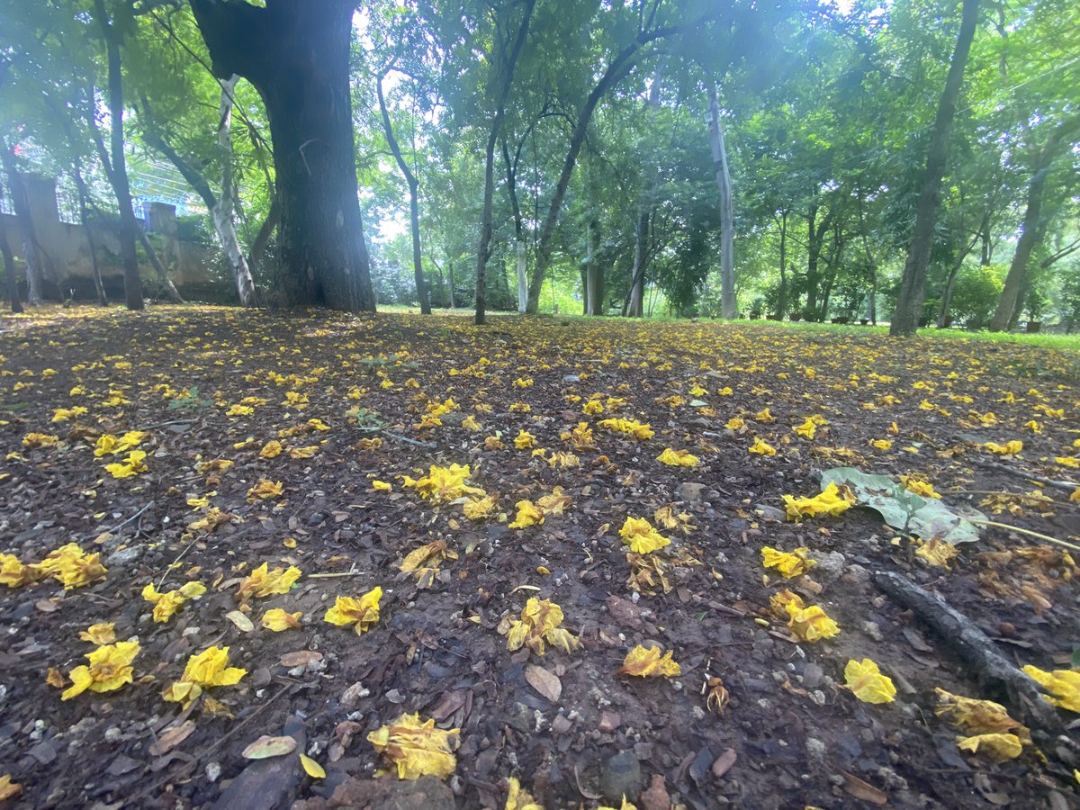 TreesDelhi's tweet photo. Bugs eye view of fallen #Copperpod #flowers in #DeviAhilya administrative campus #Indore  

#Flowers #Beauty #GardenWalk https://t.co/ebgXtCKg60