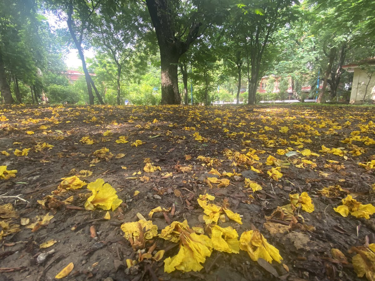 TreesDelhi's tweet photo. Bugs eye view of fallen #Copperpod #flowers in #DeviAhilya administrative campus #Indore  

#Flowers #Beauty #GardenWalk https://t.co/ebgXtCKg60