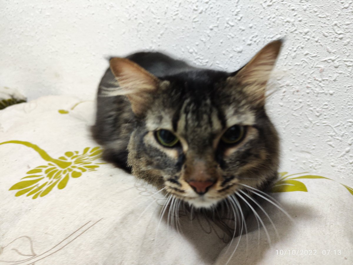 Gerard_Otero76's tweet photo. Encontrado este gatito por la zona de #Calafell / #Comarruga (#TARRAGONA). 
Dar máxima difusión por favor. A ver si encontramos a las personas que lo han perdido.
Cualquier noticia enviarme un DM por favor.
@TwitterEspana haz tu magia. https://t.co/XGHyAHRfkm