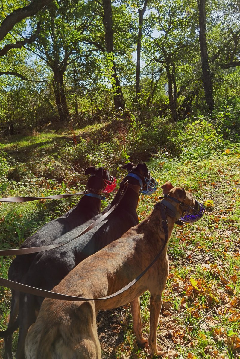 adachikennels's tweet photo. π€Beautiful Autumnal walk this morning with #newinntiktok #riversidesugar #riversidebest π€πππππππ #adachikennels #TeamBrowne https://t.co/hlLKu6wtOt