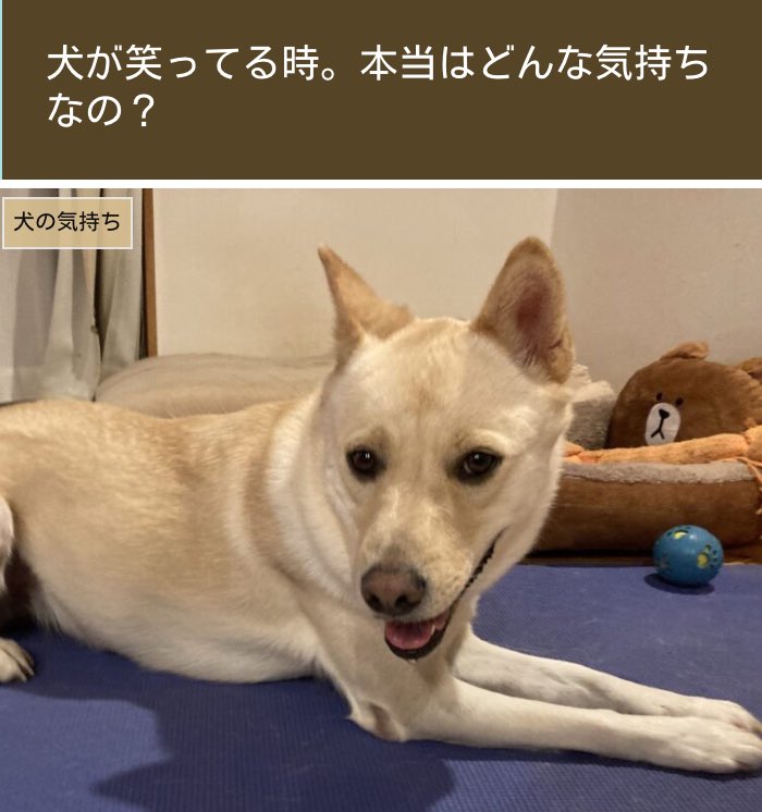 犬の笑い顔 Twitter Search Twitter