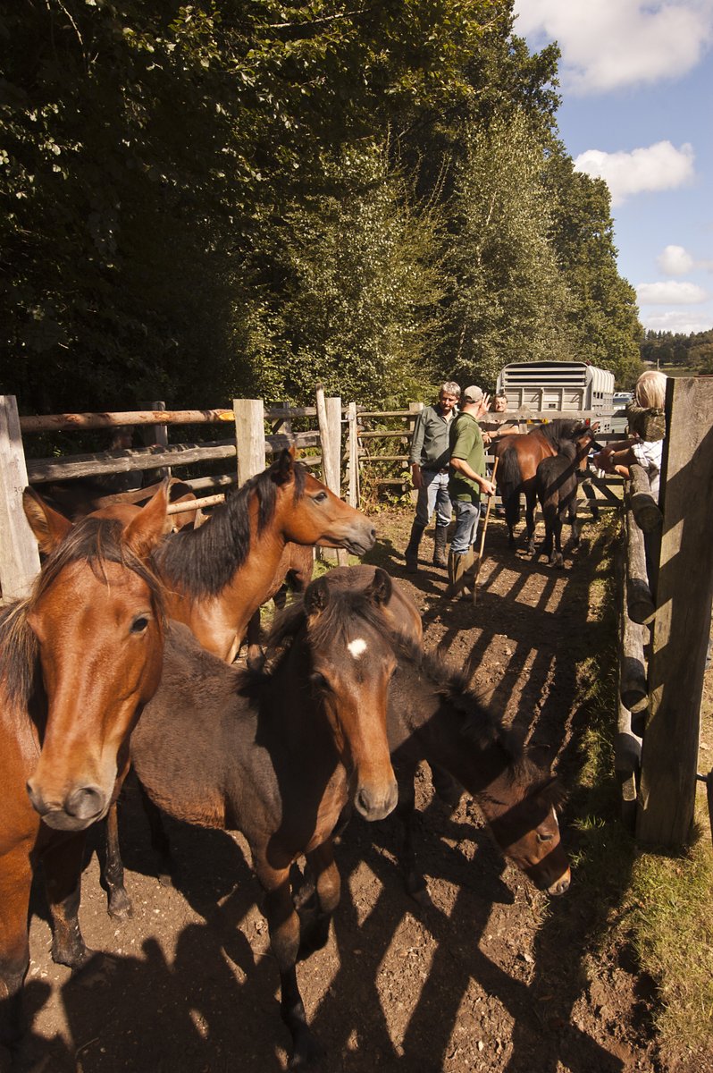 Today's #NewForest drift is at Stoney Cross

Stoney Cross, Ocknell Pond &amp; Janesmoor car parks are closed for the duration of the drift.

For your own safety please use an alternative car park,  look out for the warning signs and avoid the area of the drift.