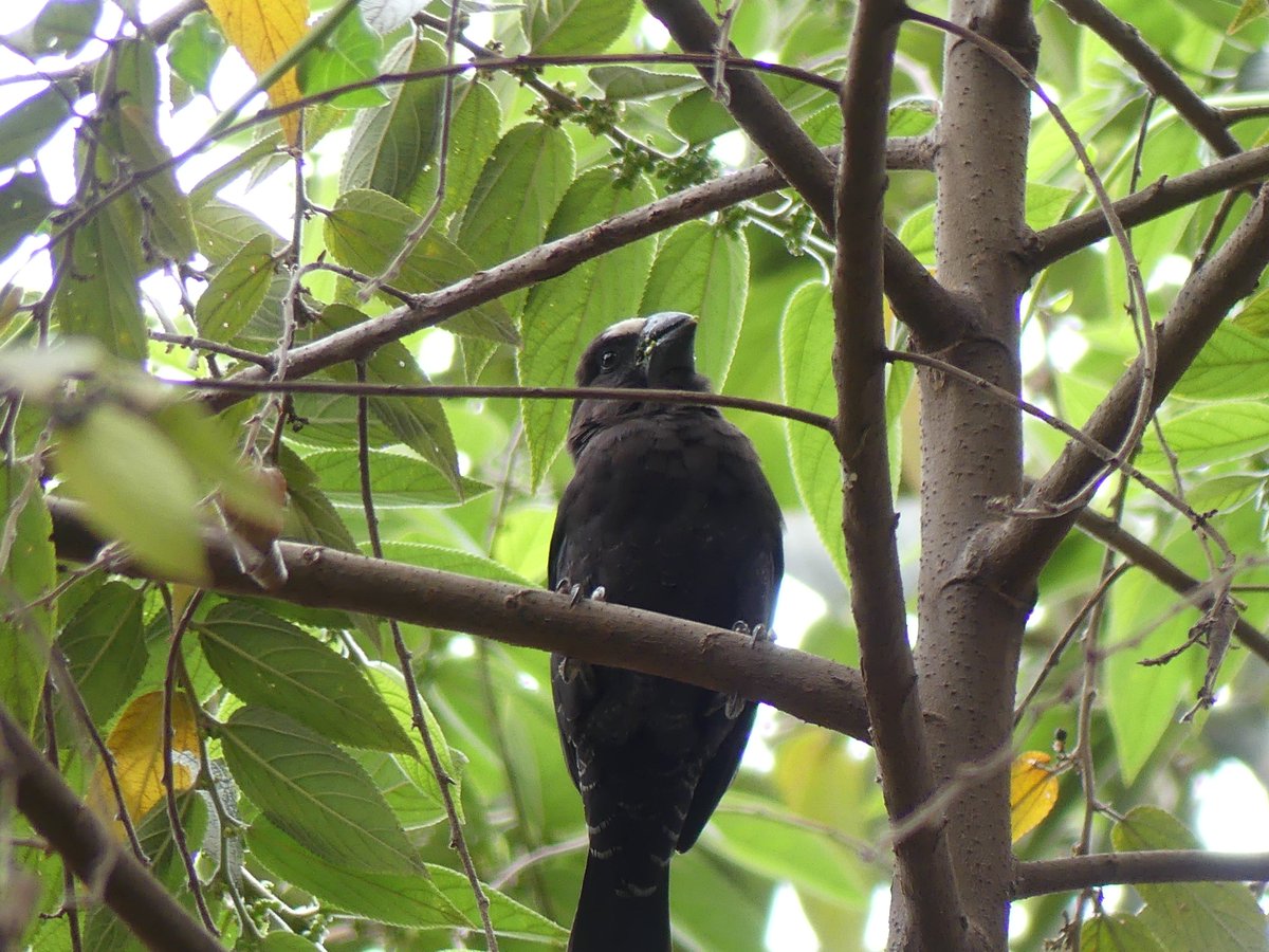 PhotosForTrees's tweet photo. #BirdsSeenin2022 #birdwatchingkenya #shompole #mtkenya #ragati #nairobi https://t.co/0cd2Cono6m