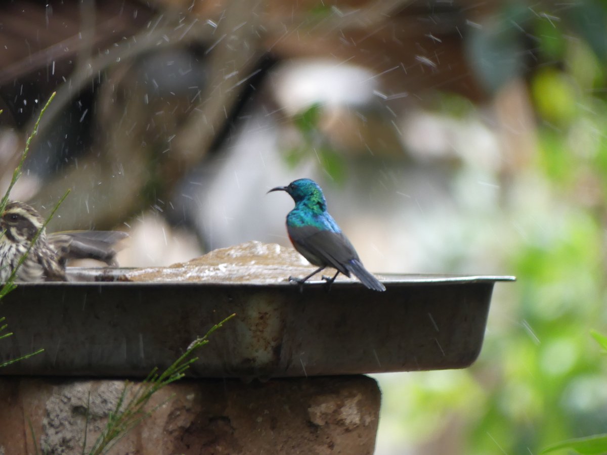 PhotosForTrees's tweet photo. #BirdsSeenin2022 #birdwatchingkenya #shompole #mtkenya #ragati #nairobi https://t.co/0cd2Cono6m