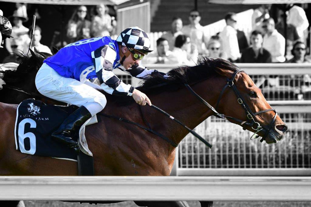 ausbloodstock2's tweet photo. https://t.co/RhZviinMVZ