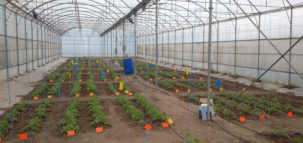 vegadapt's tweet photo. Greenhouse experiments performed with VEG-ADAPT by the team of Prof. Yuksel Tüzel at #EGE University  in Izmir demonstrate that soil amendment with 1 kg/m2 #Biochar or #Vermicompost increase #Tomato  yield and the soil microbial quality when #irrigation is reduced up to 40% https://t.co/d48gPbJ4vx