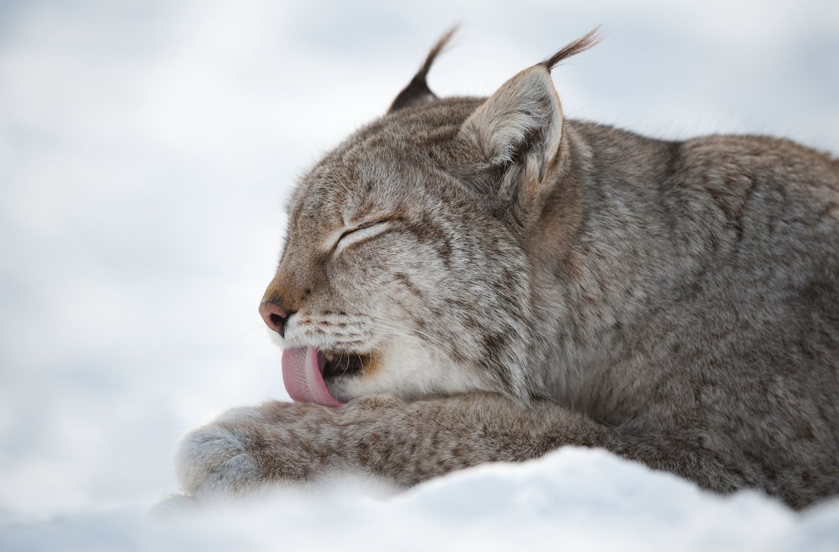 Having once roamed most of Europe's forests, lynx have retracted across their range. These cats were lost from Scotland ~ 500 years ago. Today, lynx are making a comeback across the continent through the spread of remnant populations & reintroductions. They can be found in...