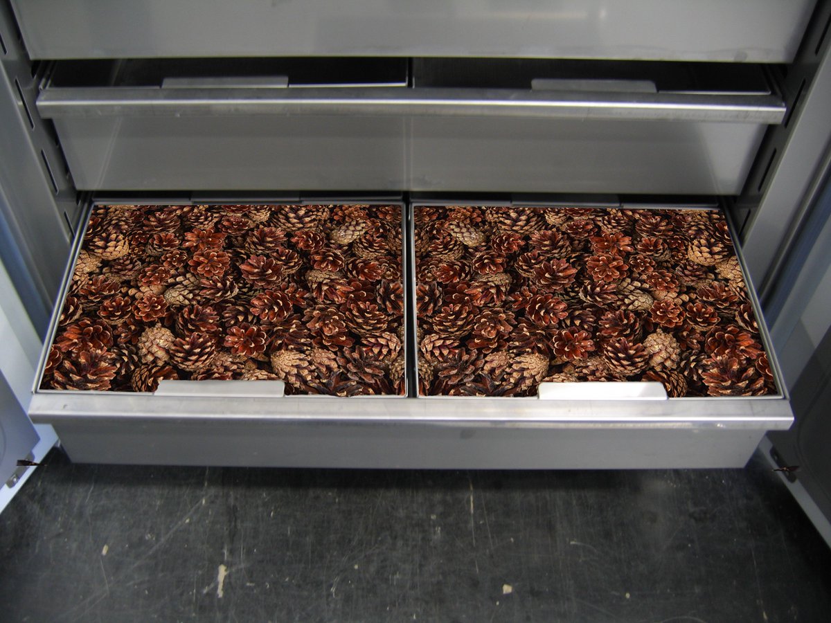 Pol_Eko's tweet photo. #WorldTreeDay is a good time to plant your own. From where get it? From tree nurseries that use seeds from #ForestGenomeBank which uses @Pol_Eko's #laboratoryincubator equipped with special drawers with screens to drying cones to seeds 🌱🌳🌲

#polekoaparatura #tree #seed https://t.co/MXR0UinIoL