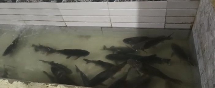 #livefish like #Rohu #Catla #Vral or #Korameenu is available at affordable price 
Call 8618627223 or DM for enquiries 👍