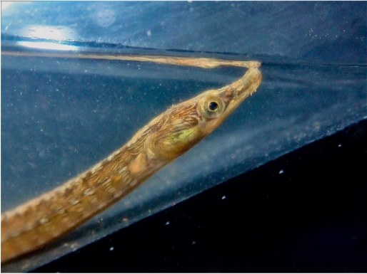 gnester's tweet photo. Characterising the distribution of the critically #endangered Estuarine #pipefish using #eDNA. We add to evidence that local extinctions have occurred, detecting the species in 2 of 5 estuaries in its historical range in South Africa. https://t.co/LYa4BtTisV https://t.co/jgu4BJNlY0