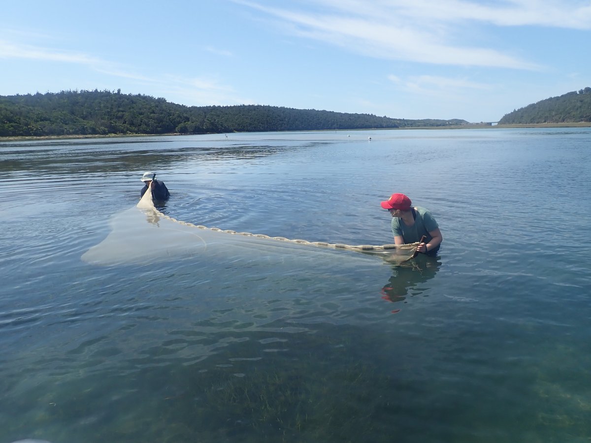 gnester's tweet photo. Characterising the distribution of the critically #endangered Estuarine #pipefish using #eDNA. We add to evidence that local extinctions have occurred, detecting the species in 2 of 5 estuaries in its historical range in South Africa. https://t.co/LYa4BtTisV https://t.co/jgu4BJNlY0